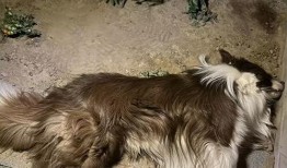 狗狗酋长爆料视频大全最新,揭秘萌宠界的神秘故事